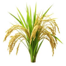 Bác Sĩ của nhà nông